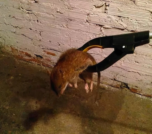 Уничтожение мышей на даче