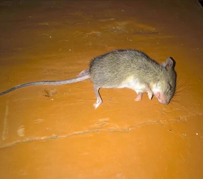 Травля мышей в доме